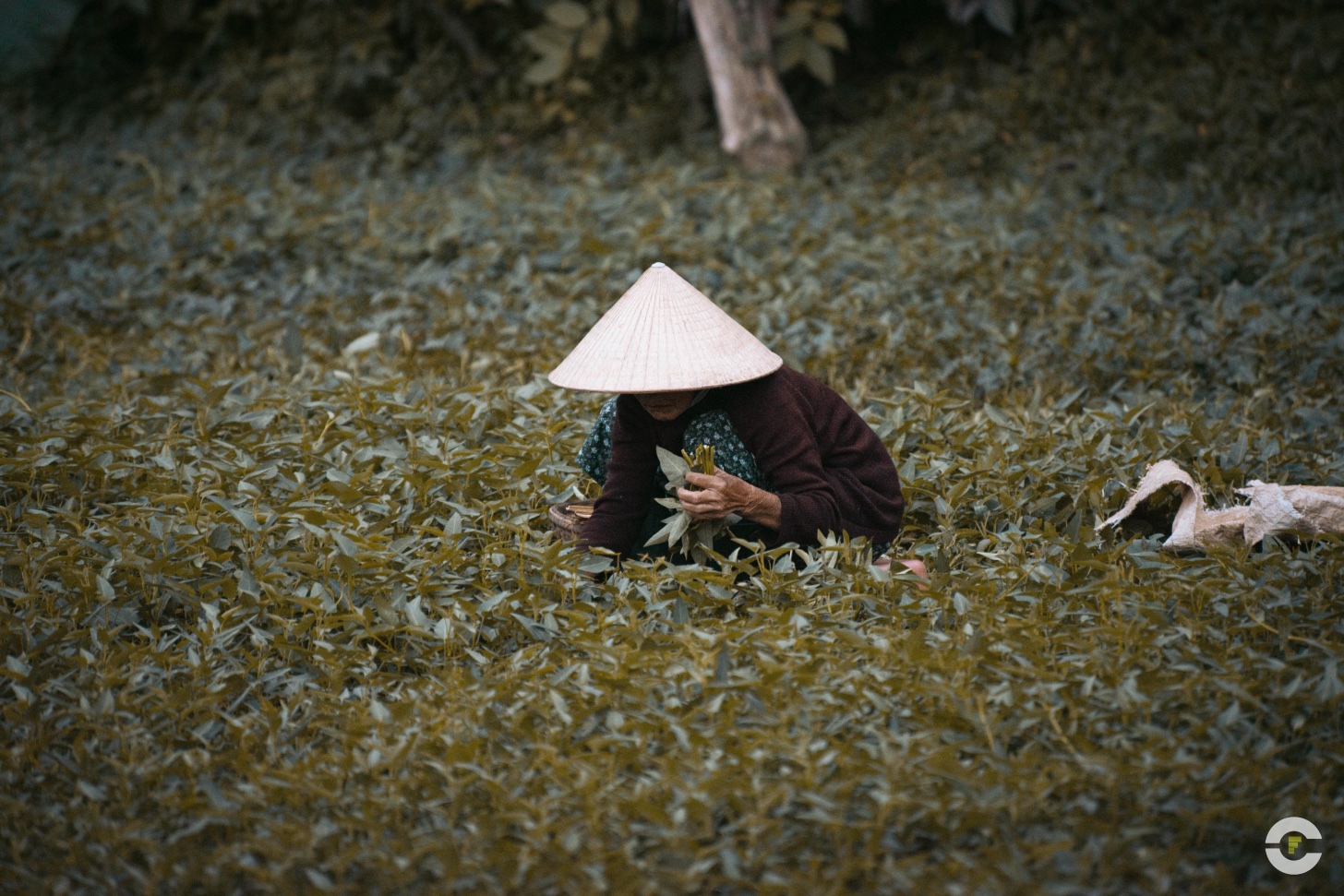 Vietnam / Hoi An / 2014