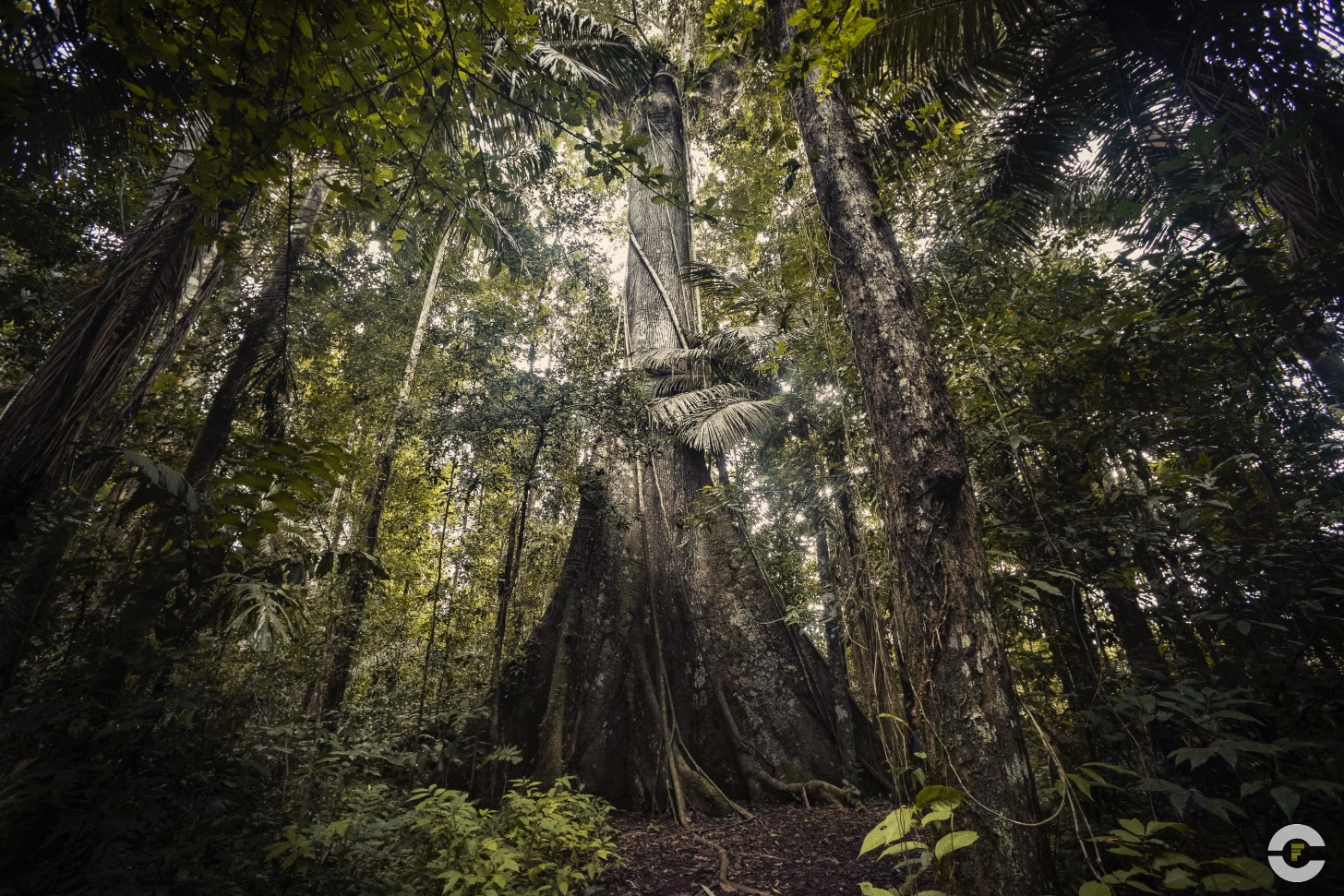 Peru / Amazonas Madre De Dios / 2019