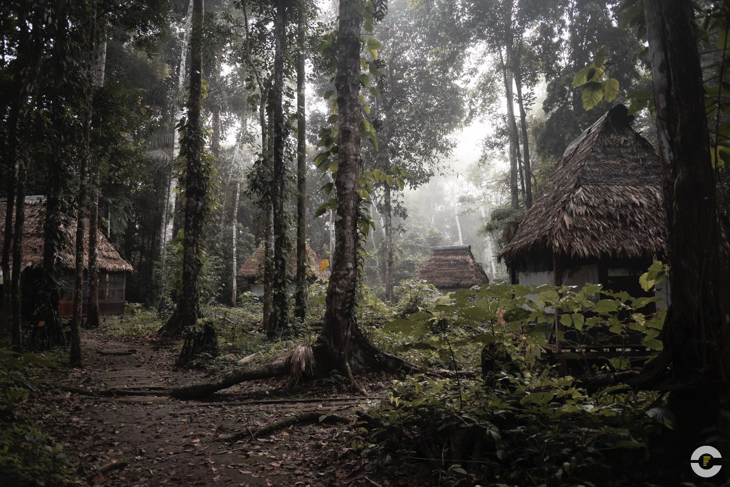 Peru / Amazonas Madre De Dios / 2019