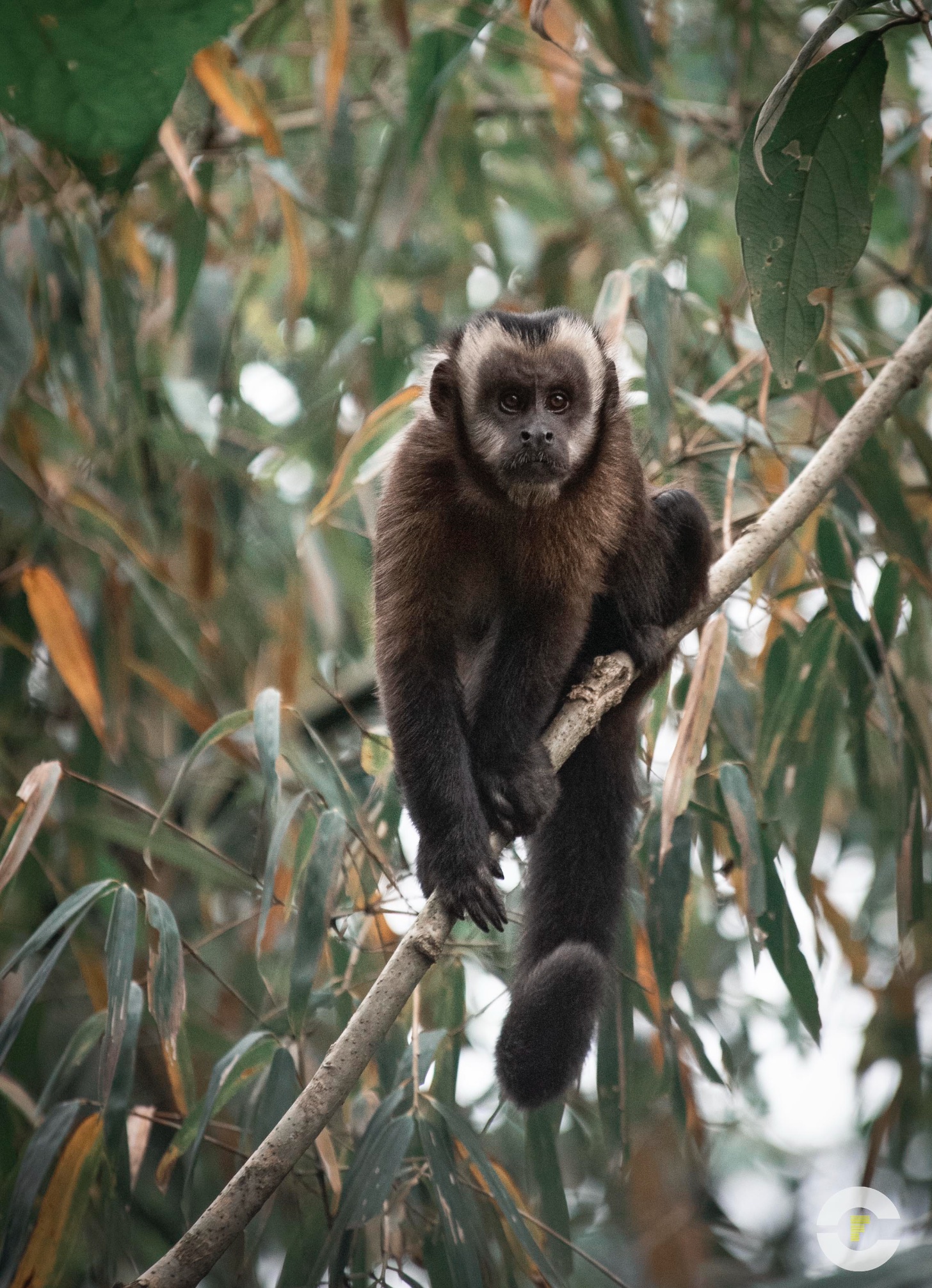 Peru / Amazonas Madre De Dios / 2019