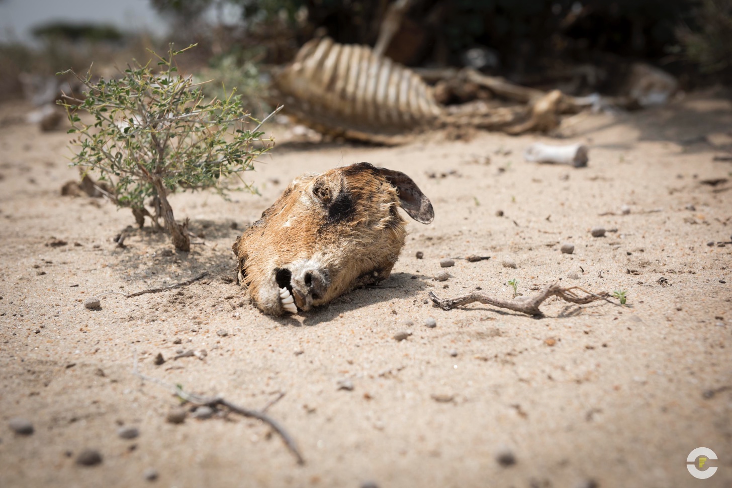 Kenia / Turkana / 2018